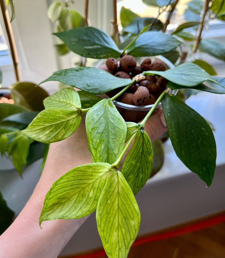 Hoya Polyneura