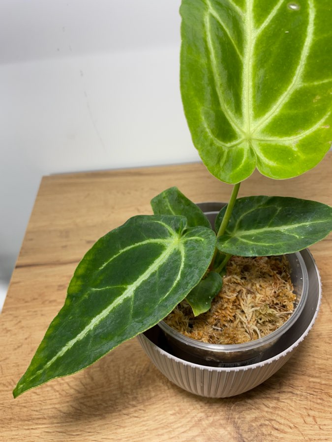 Anthurium magnificum 2