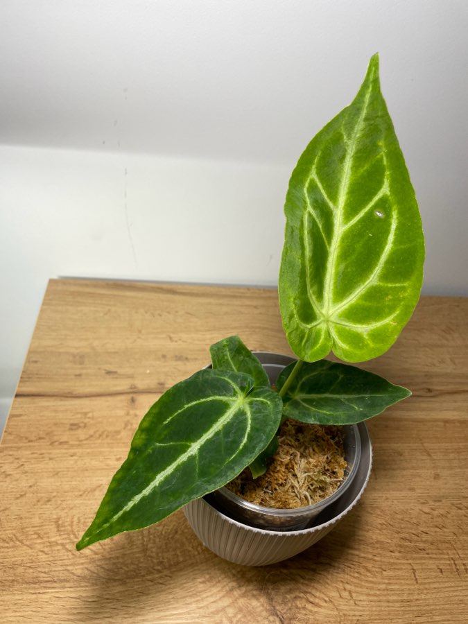 Anthurium magnificum 3