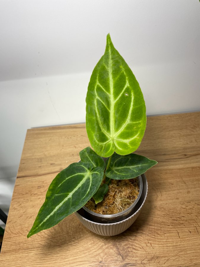 Anthurium magnificum 4