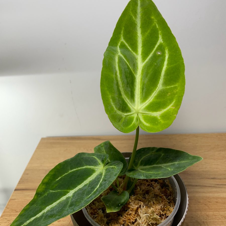 Anthurium magnificum