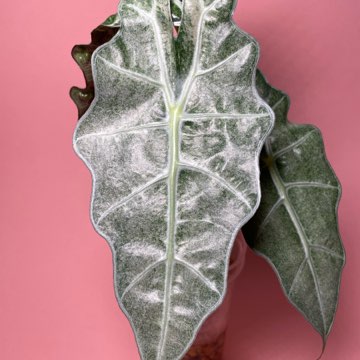 Alokazja Polly Variegata 'Mint'