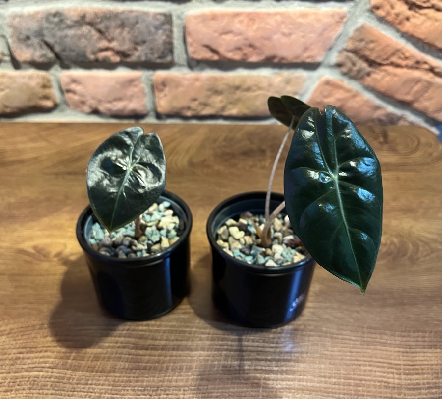 Alocasia Pink Dragon 4