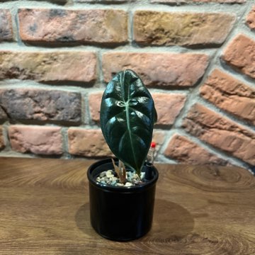 Alocasia Pink Dragon