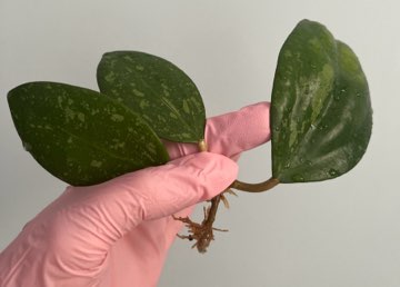 Hoya verticillata