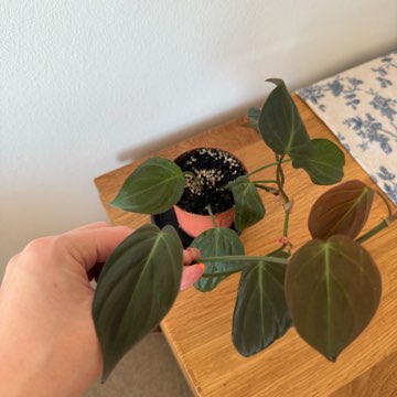 Philodendron micans welurowy