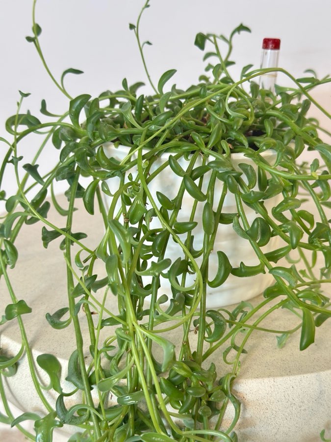Senecio Peregrinus ‘Dolphin’ 3