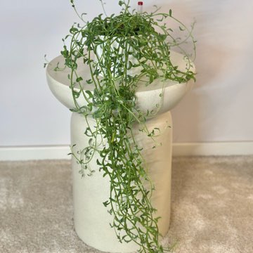 Senecio Peregrinus ‘Dolphin’