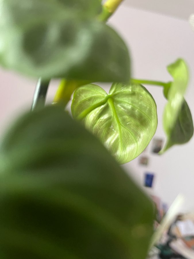Filodendron El Choco Red 3
