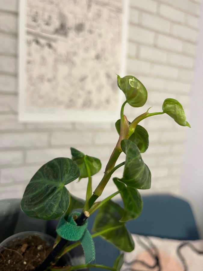 Filodendron El Choco Red 2