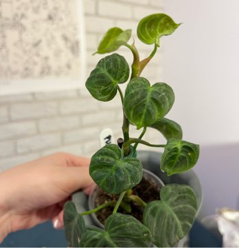 Filodendron El Choco Red