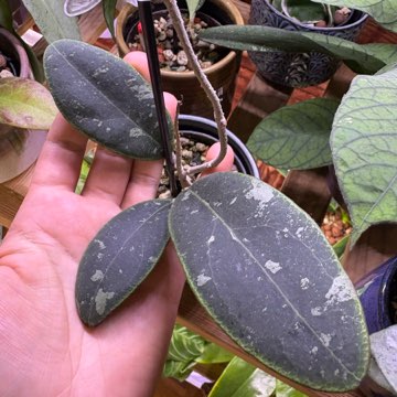 Hoja Rintzii Borneo hoja
