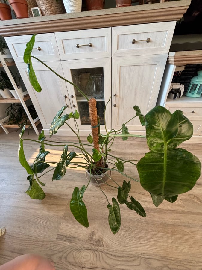 Filodendron „Paraiso Verde” 2
