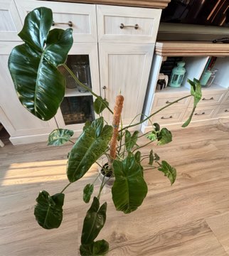 Filodendron „Paraiso Verde”