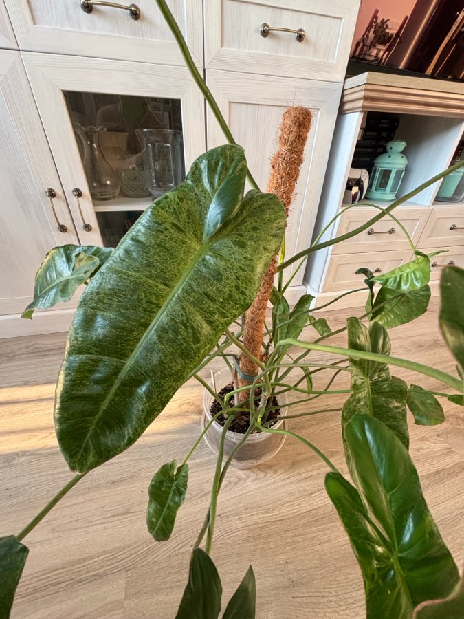 Filodendron „Paraiso Verde” 3