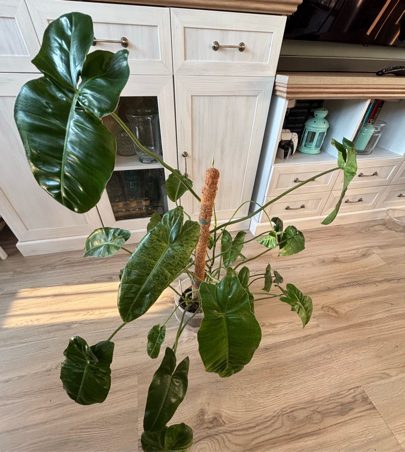 Filodendron „Paraiso Verde”