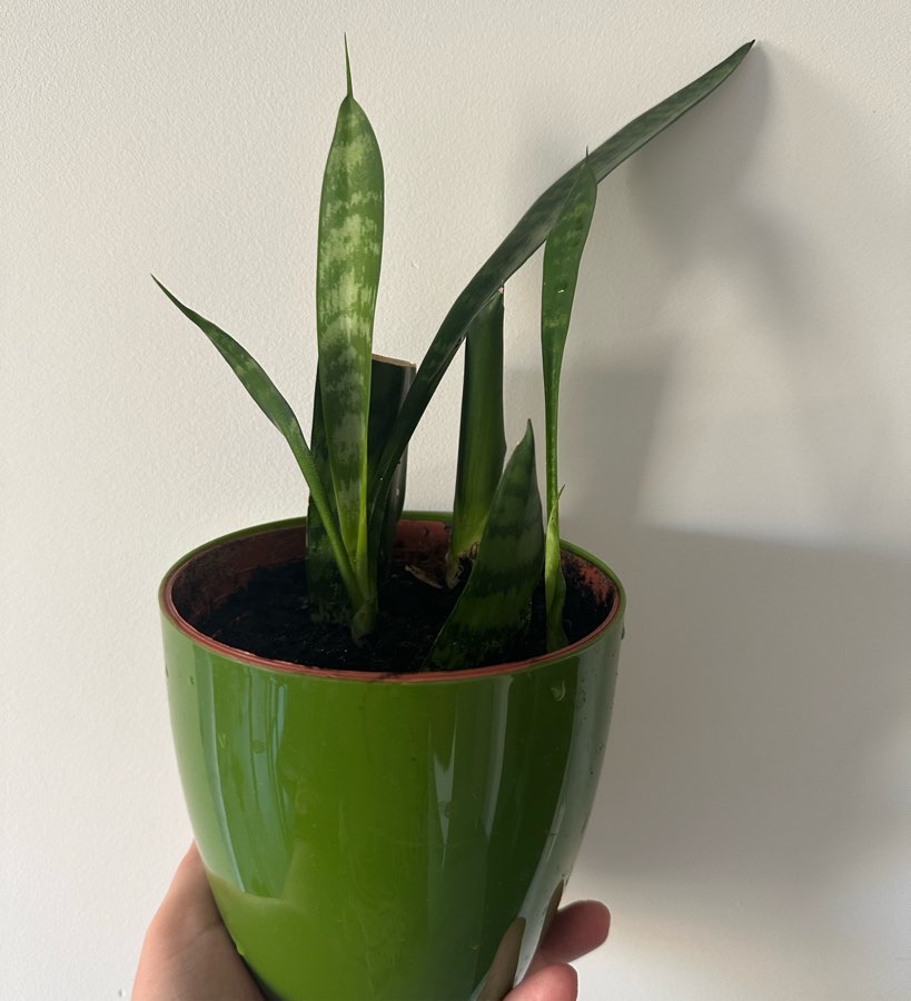 sansewieria gwinejska