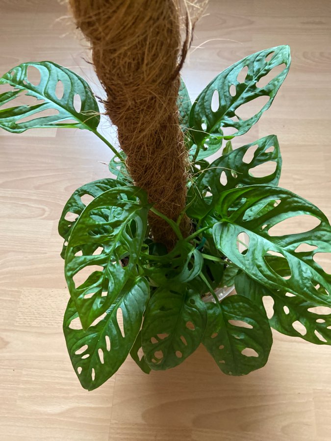 Monstera adansonii (monkey mask) 2