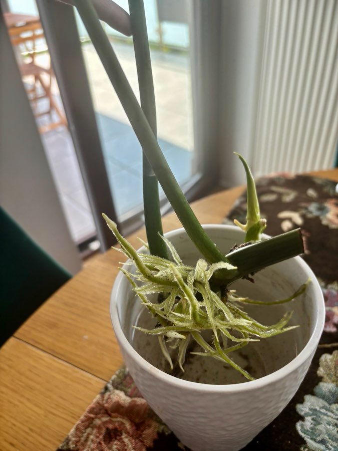 Philodendron paraiso verde 2