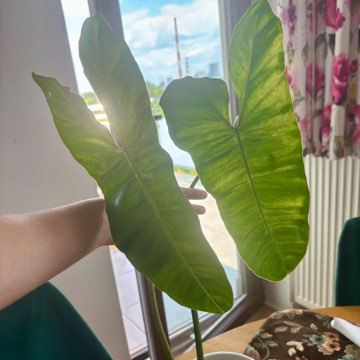 Philodendron paraiso verde