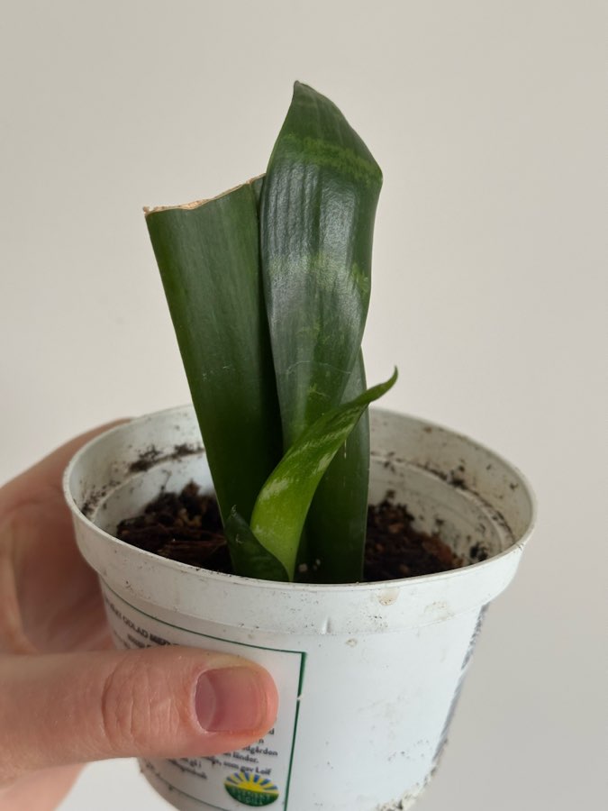 Sansevieria Black Flame 3