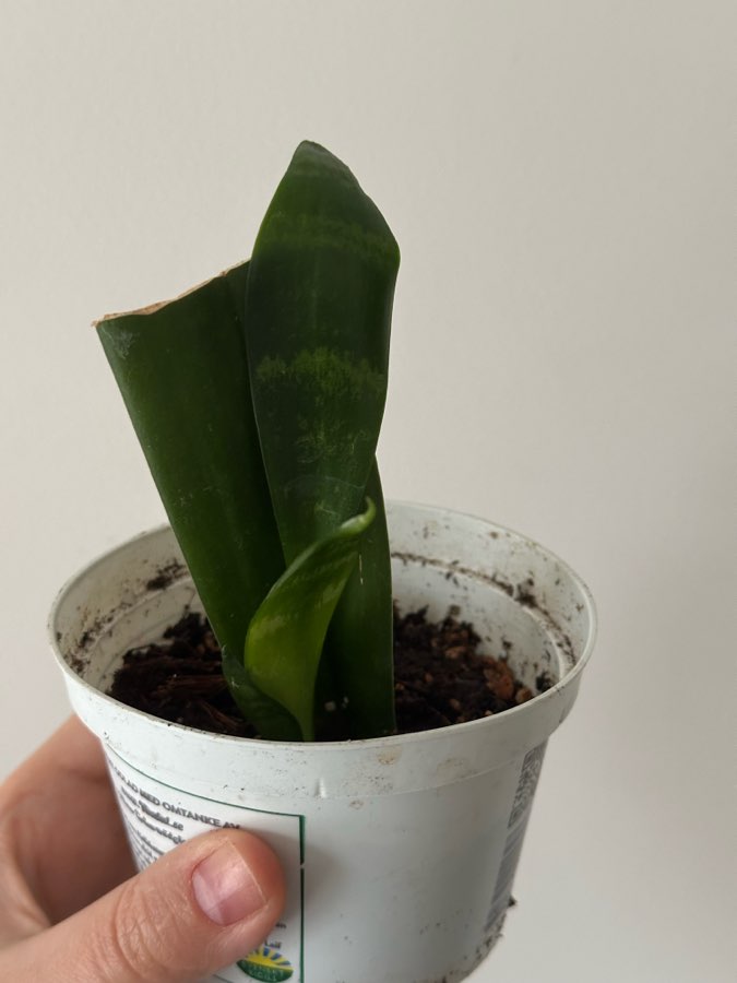 Sansevieria Black Flame 2