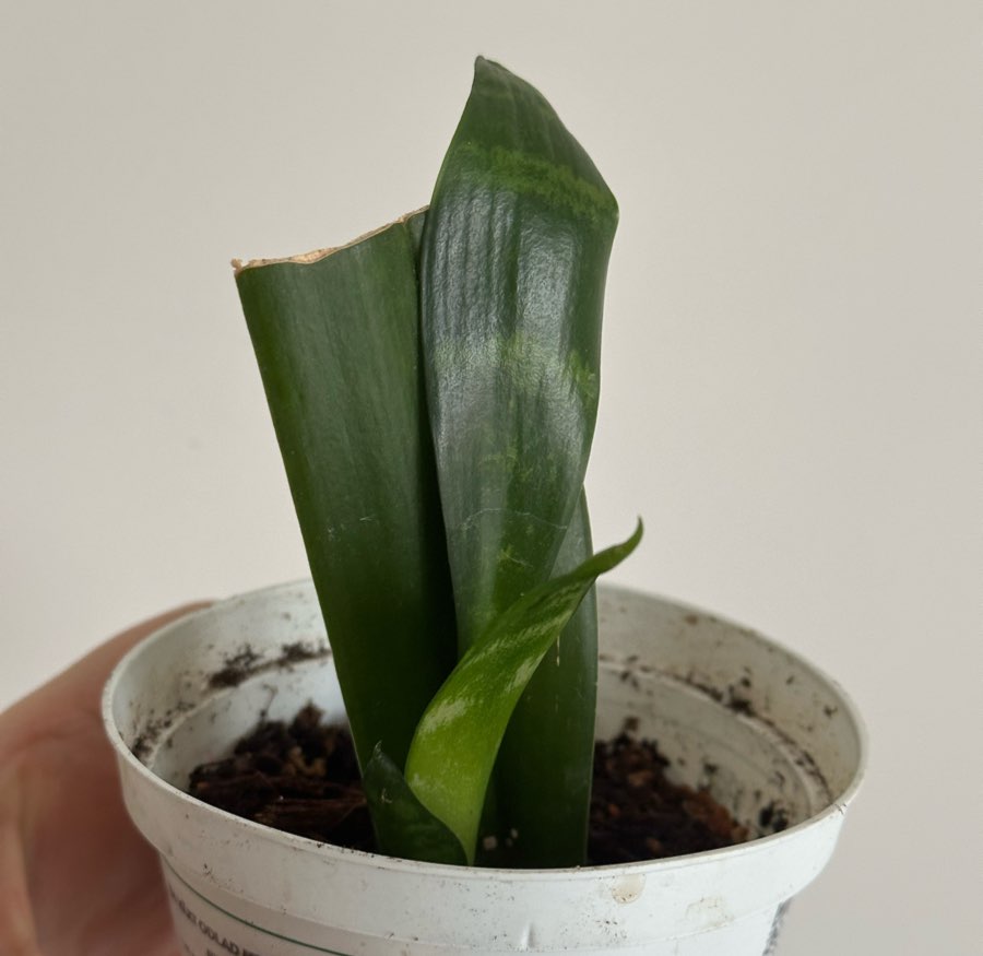 Sansevieria Black Flame