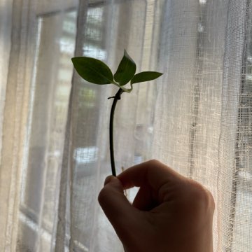 Epipremnum aplissimum