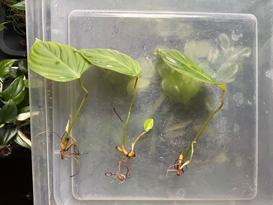 Philodendron splendid 4