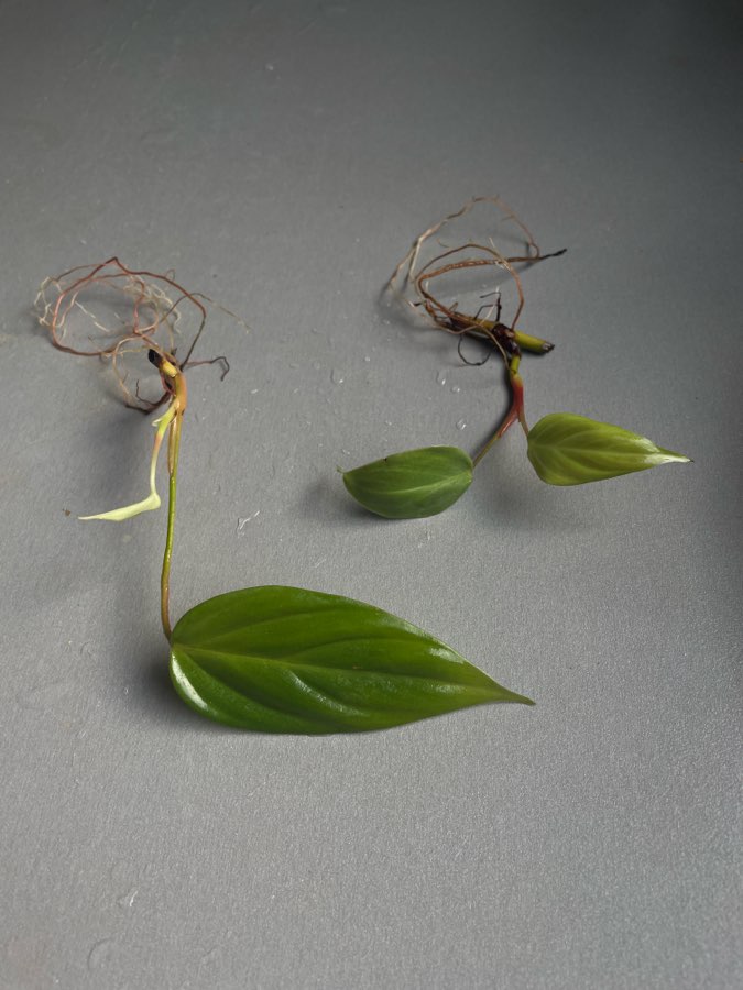 Philodendron splendid 2