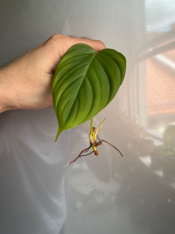 Philodendron splendid 3