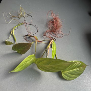 Philodendron splendid