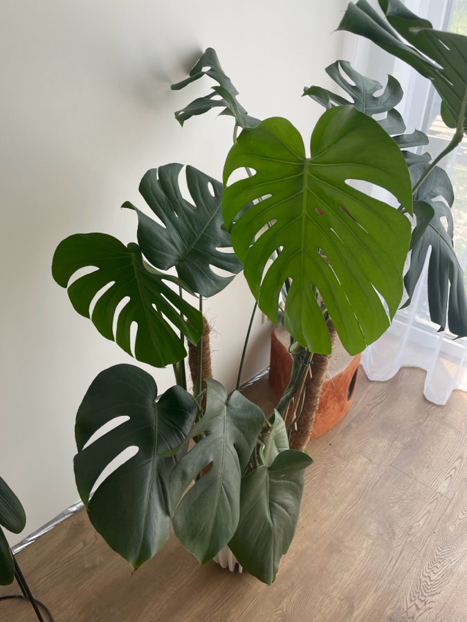 Monstera Deliciosa 4