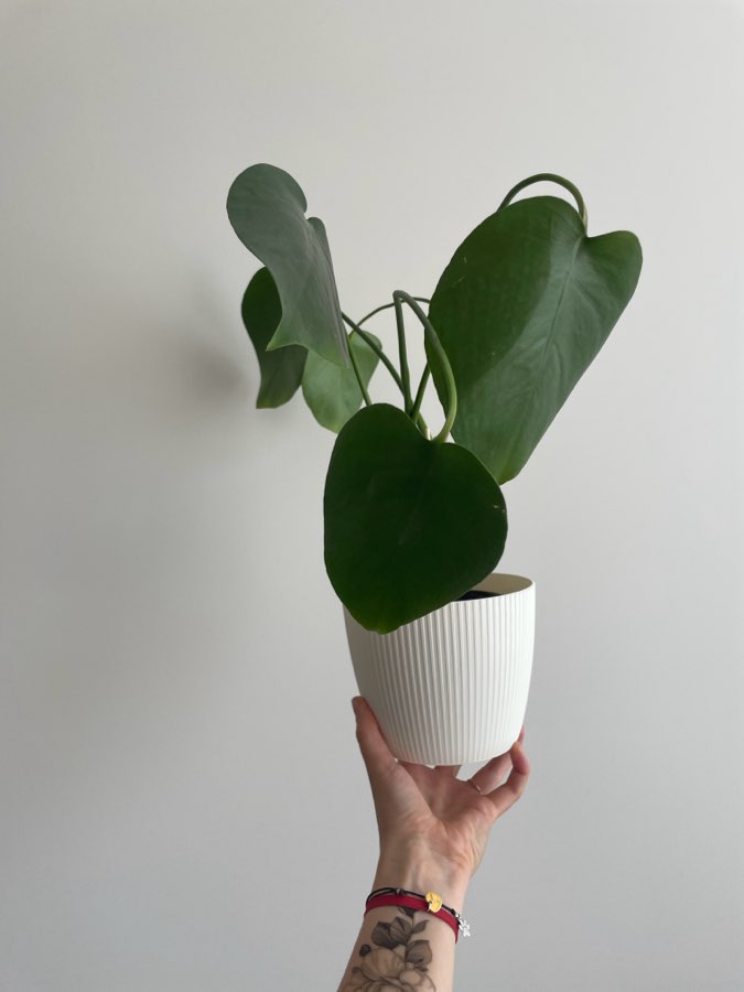 Monstera Deliciosa 3