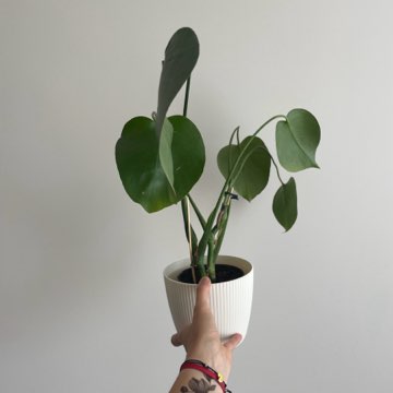 Monstera Deliciosa