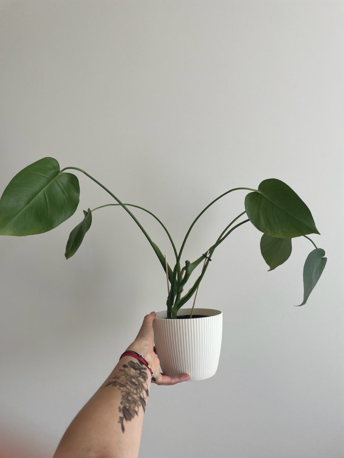 Monstera Deliciosa 2