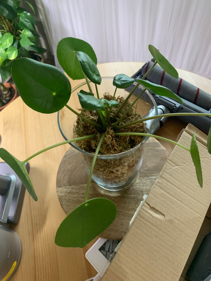 Philodendron Verrucosum 2