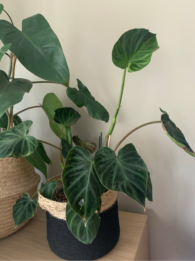 Philodendron Verrucosum