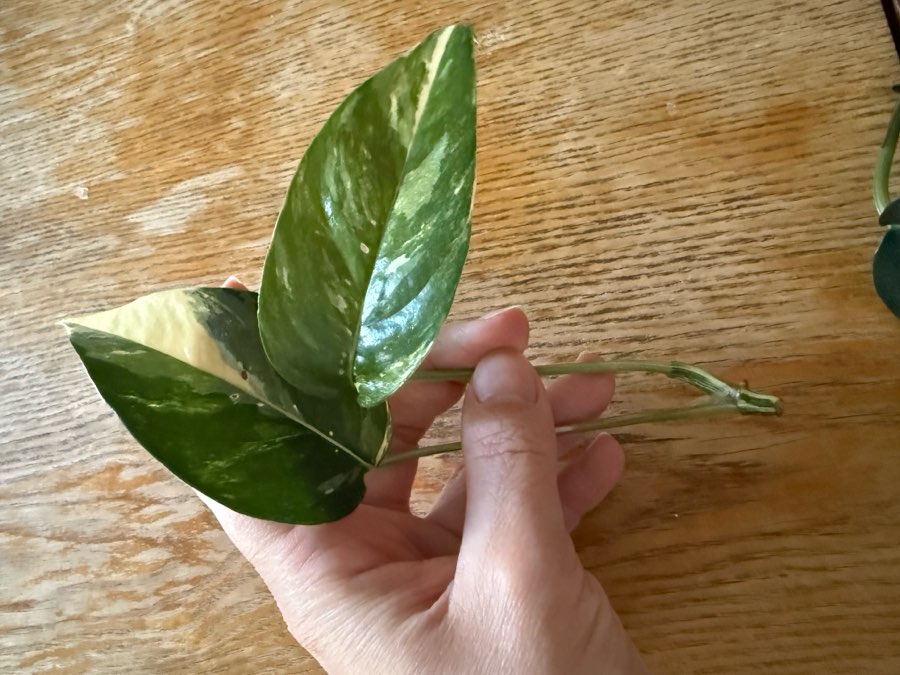 Epipremnum pinnatum variegata 3