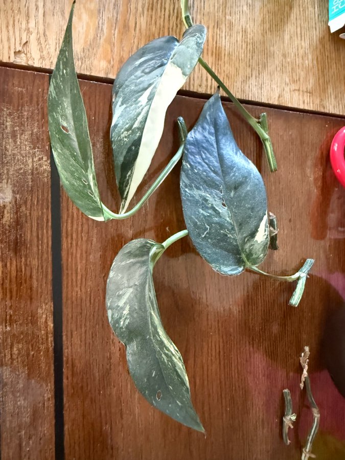 Epipremnum pinnatum variegata 2