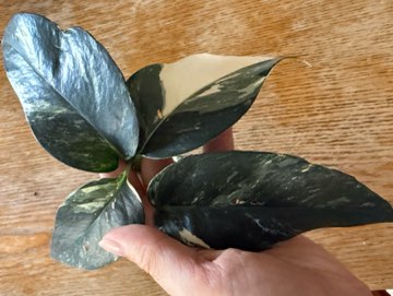 Epipremnum pinnatum variegata