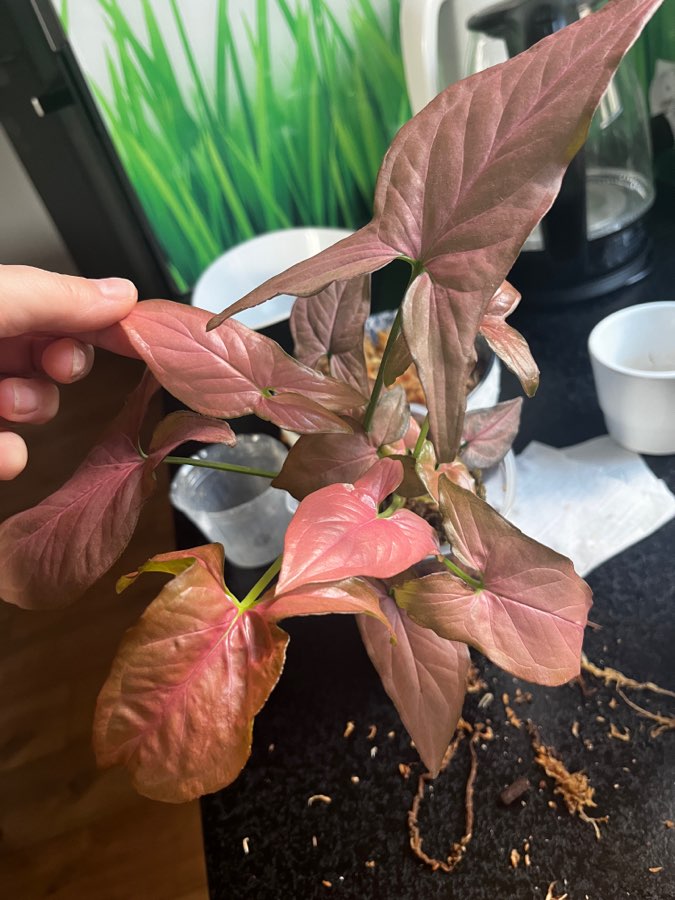 Syngonium 3