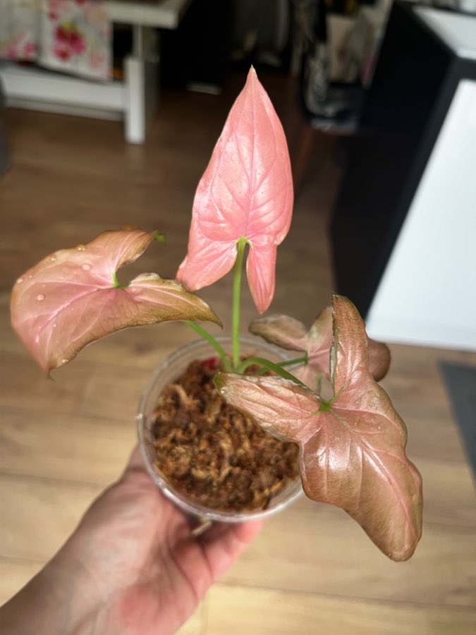 Syngonium 2