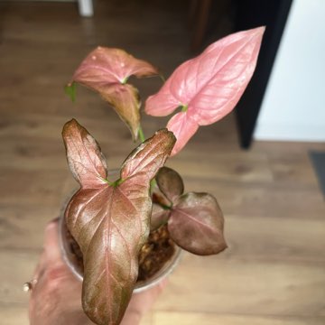 Syngonium