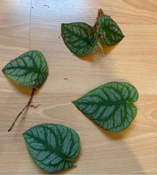 Monstera dubia