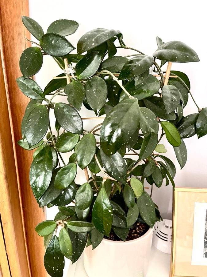 Hoya carnosa 1cw 4