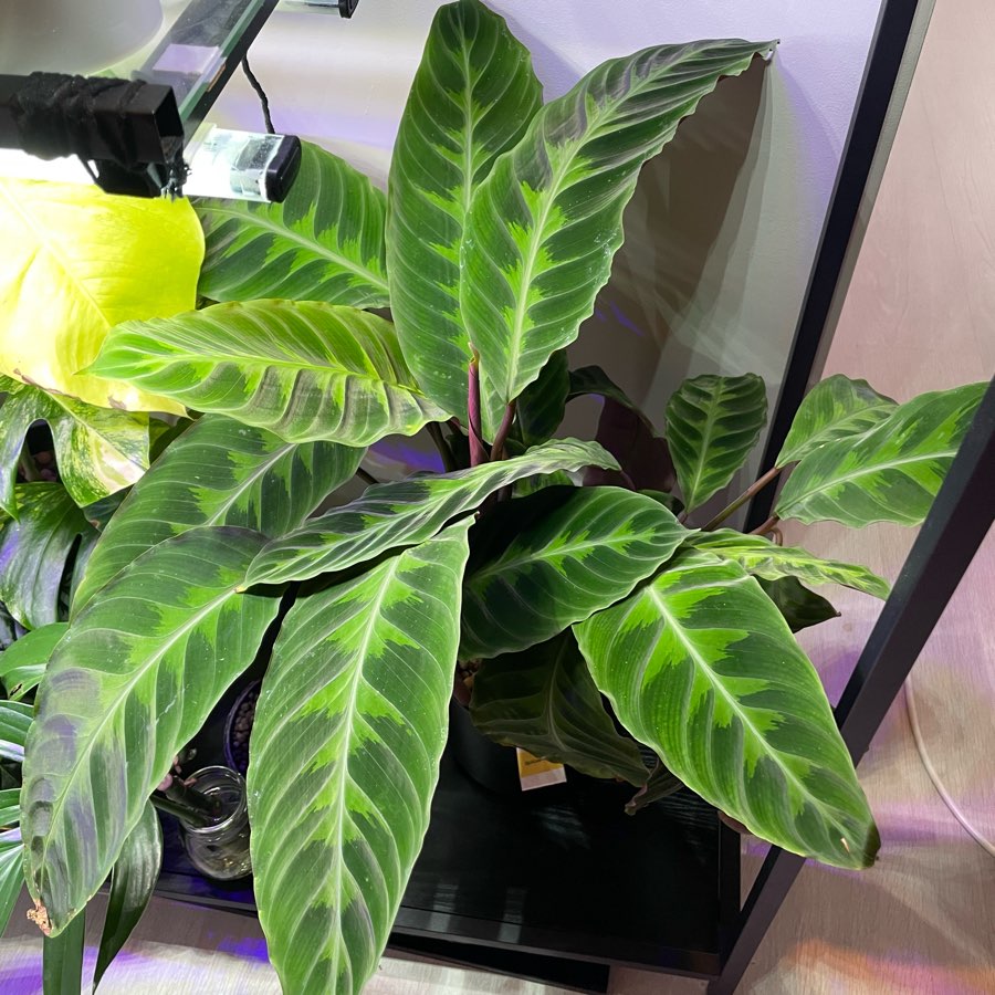 Calathea Warscewiczii