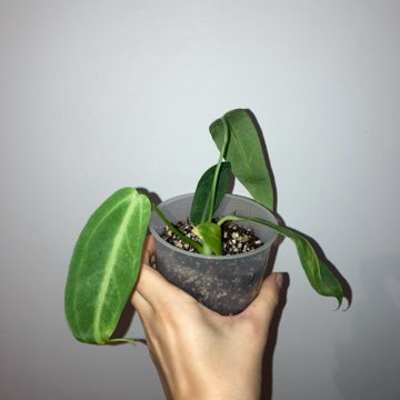 Anthurium warocqueanum