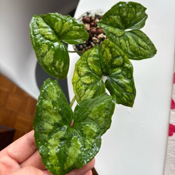 Ulearnum Donburnsii Silver Cloud