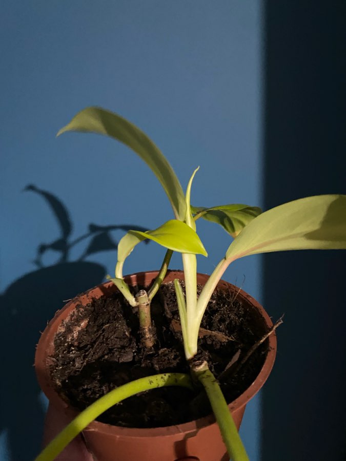 Filodendron Malaya Gold 2